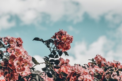 粉色有花瓣的花
